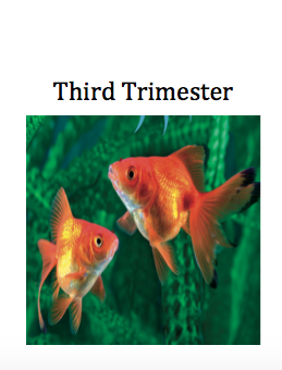 goldfish image